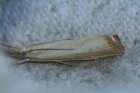 Chrysoteuchia culmella