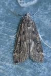 Cataclysta lemnata