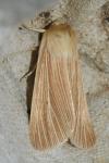 Mythimna pallens