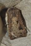 Agrotis bigramma