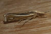 Ancylolomia tentaculella