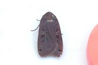 Noctua pronuba