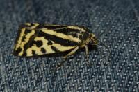 Emmelia trabealis