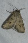 Anarta stigmosa
