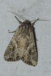 Lacanobia blenna