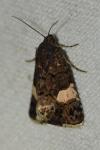 Tyta luctuosa