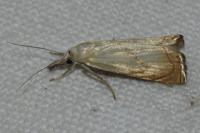 Chrysoteuchia culmella