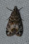 Eudonia mercurella