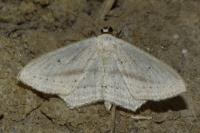 Scopula emutaria