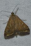 Loxostege sticticalis