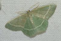 Chlorissa viridata