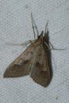 Mecyna asinalis