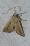 Mythimna sicula