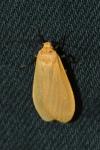 Wittia sororcula