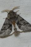 Thaumetopoea pityocampa
