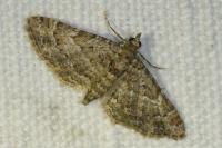Gymnoscelis rufifasciata