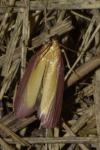 Oncocera semirubella