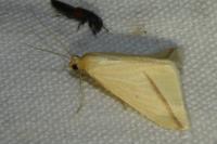 Rhodometra sacraria