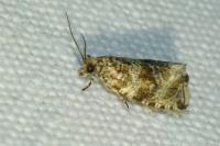 Celypha lacunana