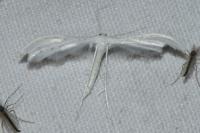 Pterophorus pentadactylus