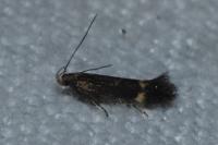 Aproaerema anthyllidella