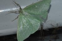 Thetidia smaragdaria