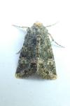 Polymixis lichenea