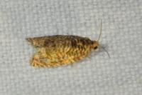 Gypsonoma minutana