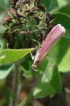 Oncocera semirubella