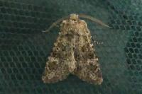 Polymixis lichenea