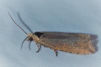 Bactra lancealana