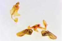 Bactra lancealana