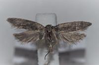 Anarsia spartiella