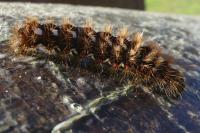 Acronicta rumicis