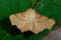 Ennomos erosaria