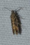 Scrobipalpa ocellatella