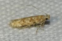 Scrobipalpa salicorniae/salinella