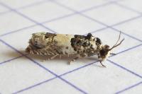 Epinotia thapsiana