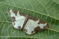 Lomaspilis marginata