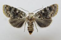 Polymixis argillaceago
