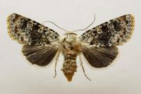 Polymixis argillaceago