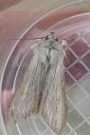 Cucullia umbratica