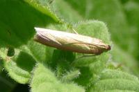 Oncocera semirubella