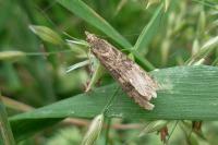 Nomophila noctuella