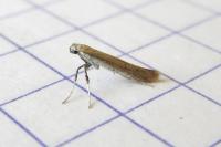 Aspilapteryx tringipennella