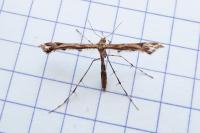 Amblyptilia acanthadactyla