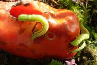 Chrysodeixis chalcites