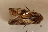Chrysodeixis chalcites