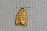 Acleris forsskaleana
