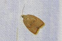 Acleris forsskaleana